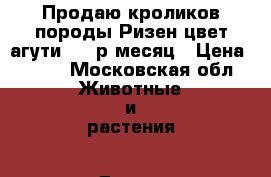Продаю кроликов породы Ризен цвет агути 500 р месяц › Цена ­ 500 - Московская обл. Животные и растения » Другие животные   